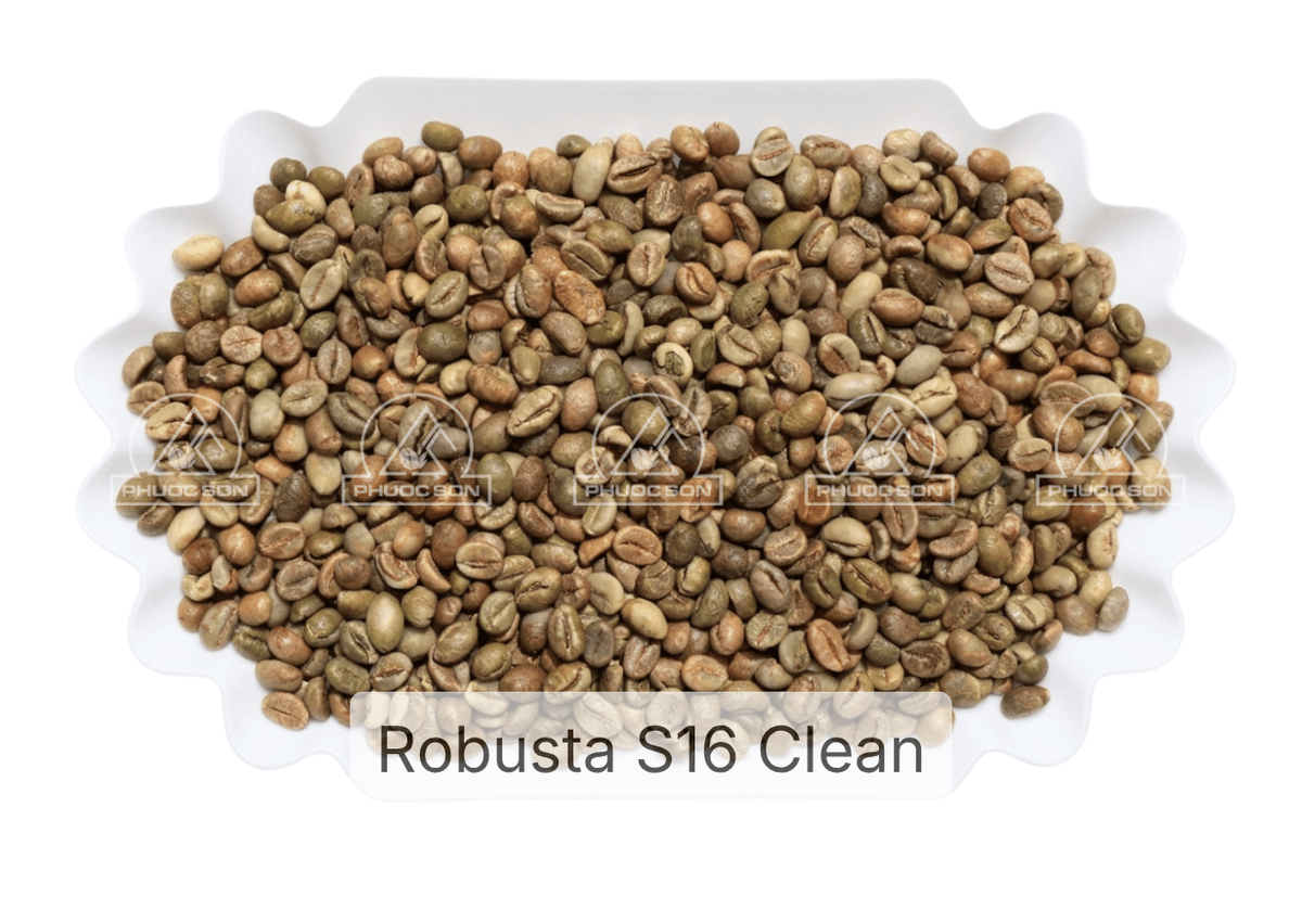 Robusta Grade 1 - R16 Clean